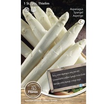 Sadenice špargle odrody Thielim na pestovanie bielej špargle