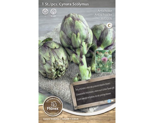 Artičoka Cynara Scolymus 1 ks