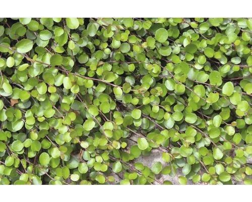 Rastlina Muehlenbeckia s okrúhlymi listami