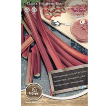 Balenie rastliny rebarbora Holsteiner Blut