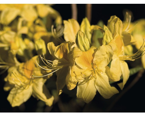 Detail žltých kvetov azaliek