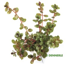 Dennerle akvarijná rastlina Rotala rotundifolia