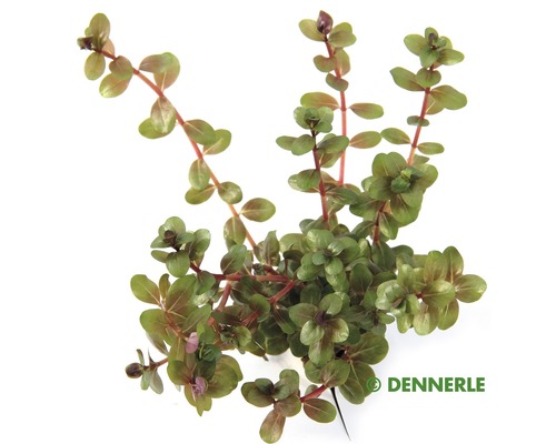 Vodná rastlina Rotala rotundifolia emers Dennerle akvarijná rastlina Rotala rotundifolia