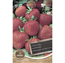 Sada sadeníc jahôd Elsanta, 5 kusov