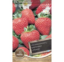 Sadenica jahôd Symphony, neskorá úroda