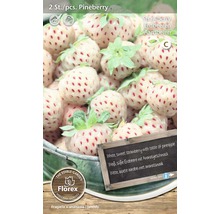 Sadenice jahôd Pineberry, dva kusy