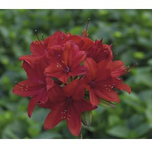 Červený rododendron v kvete
