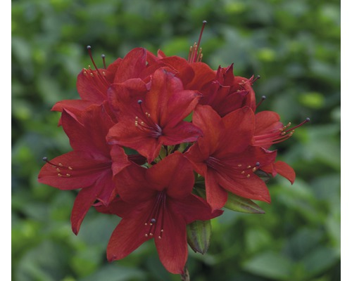 Červený rododendron v kvete