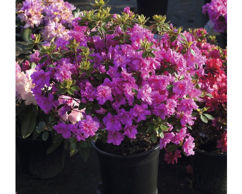 Azalka japonská Rhododendron obtusum 'Rosinetta' ® výška 20-30 cm kvetináč 3 l plnokvetá ružová Azalka v kvetináči s fialovými kvetmi