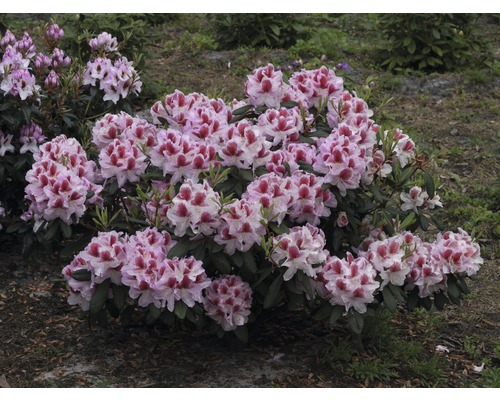 Krík rododendronu s kvetmi