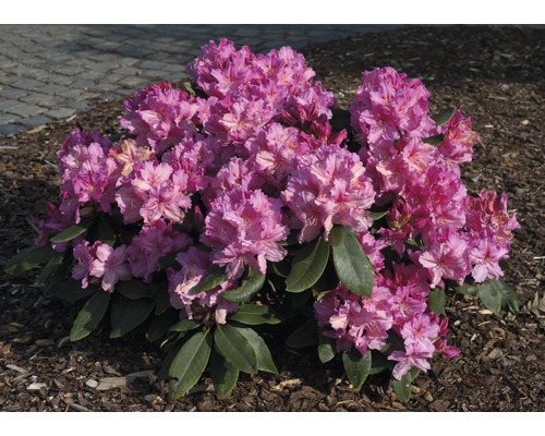 Rododendron s kvetom
