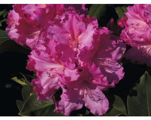 Detail ružového kvetu rododendronu