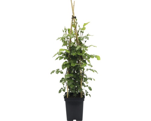 Popínavá ruža v kvetináči s oporou