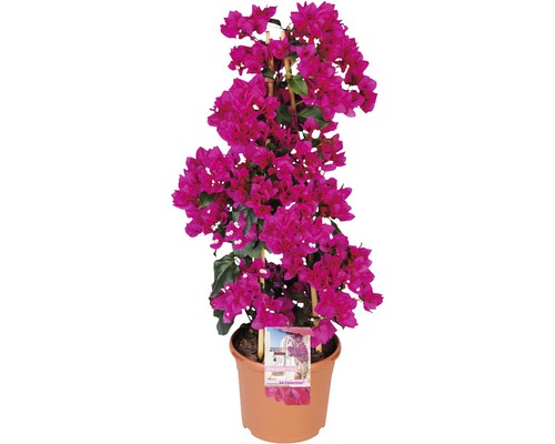 Bugenvilea FloraSelf Bougainvillea 'Sanderiana' celková výška cca 100 cm kvetináč Ø 23 cm