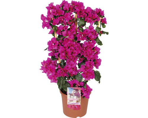 Bugenvilea špalier FloraSelf Bougainvillea 'Sanderiana' celková výška cca 100 cm kvetináč Ø 23 cm lila