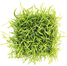 Akvarijná rastlina v kvetináči