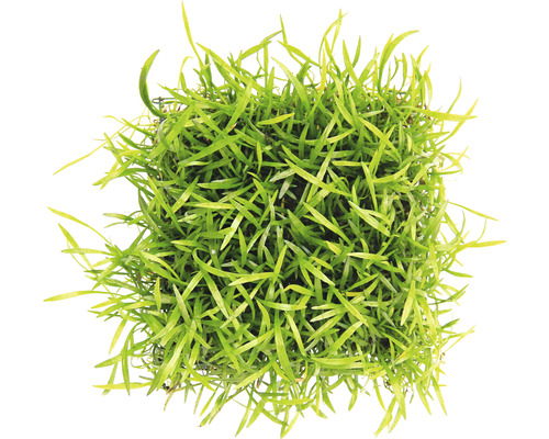 Akvarijná rastlina v kvetináči