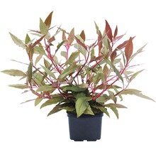 Krvavá kvetina v kvetináči