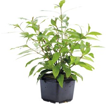 Kávovník v kvetináči