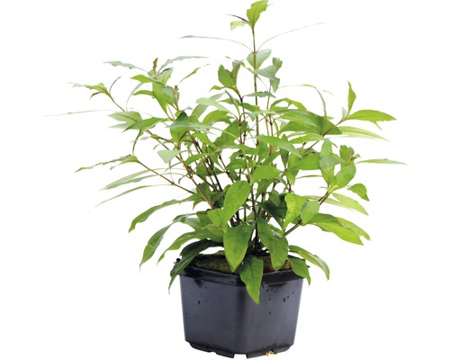 Kávovník v kvetináči