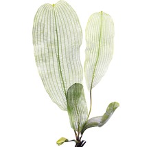 Aponogeton madagascariensis akvarijná rastlina
