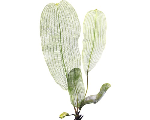 Aponogeton madagascariensis akvarijná rastlina