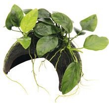 Akvarijná rastlina na kokosovom orechu