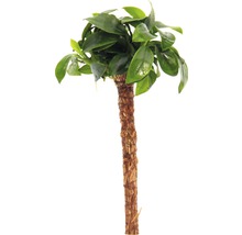 Umelý bonsaj so zelenými listami a hnedým kmeňom na dekoratívne účely