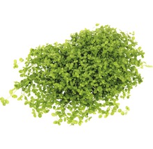 Šídlatka alsaská ako akvarijná rastlina