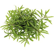 Rastlina vodný mor s zelenými listami