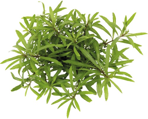 Rastlina vodný mor s zelenými listami