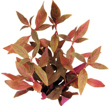 Červená Ludwigia vodná rastlina