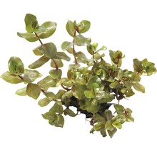 Vodná rastlina s okrúhlymi listami do akvárií