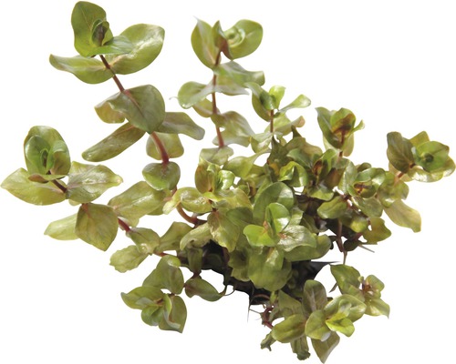 Vodná rastlina s okrúhlymi listami do akvárií