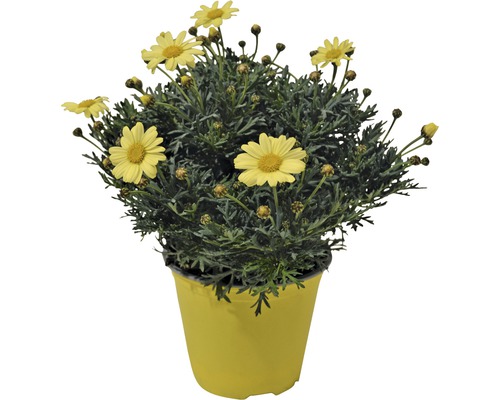Margaréta parížska FloraSelf Chrysanthemum frutescens kvetináč Ø 18 cm