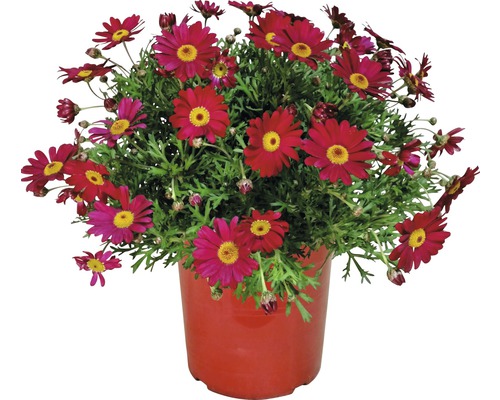 Margaréta krovinatá FloraSelf Chrysanthemum frutescens kvetináč Ø 18 cm červená