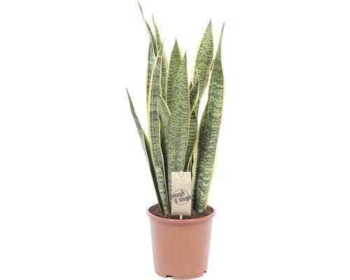 Svokrin jazyk, tenura FloraSelf Sansevieria trifasciata 'Laurentii' výška 50-60 cm kvetináč Ø 17 cm