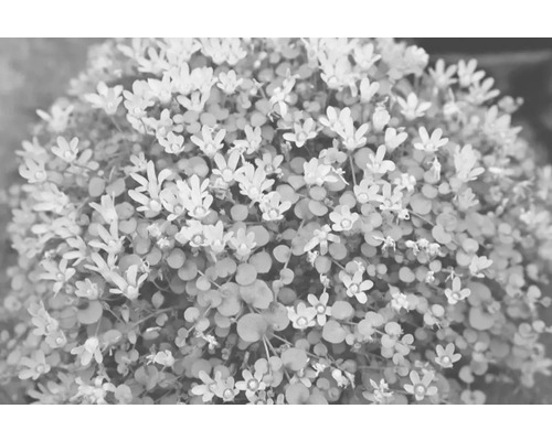 Drchnička jemná FloraSelf Anagalis tenella kvetináč Ø 11 cm