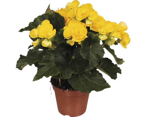 Begónia vyvýšená FloraSelf Begonia elatior 'Rebecca' výška 30-40 cm kvetináč Ø 14 cm žltá