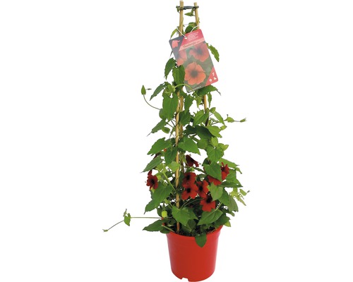 Čiernooká Zuzana červená FloraSelf Thunbergia alata pyramída celková výška cca 90 cm kvetináč Ø 19 cm