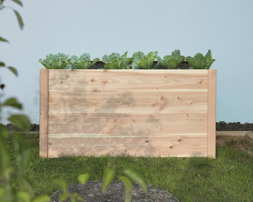 Drevený vyvýšený záhon so šalátom v záhrade.