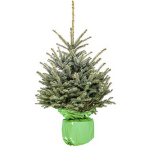 Smrek pichľavý v kvetináči s jutovou tkaninou