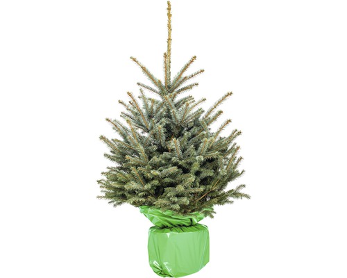 Smrek pichľavý v kvetináči s jutovou tkaninou