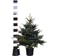 Smrek pichľavý v kvetináči s meracou stupnicou na určenie veľkosti