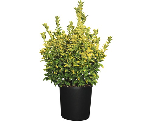 Bršlen japonský FloraSelf Euonymus japonicus 'Elegantissima Aurea' 60-80 cm kvetináč 18 l