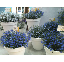 Rôzne rastliny Lobelia v kvetináčoch