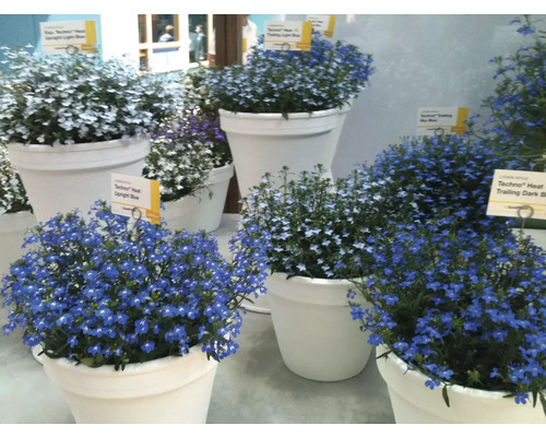 Rôzne rastliny Lobelia v kvetináčoch