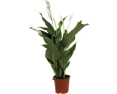 Lopatkovec FloraSelf Spathiphyllum wallisii 'Sweet Silvio' 70-80 cm Ø 14 cm kvetináč Lopatkovec v kvetináči
