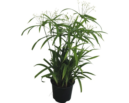 Šachor FloraSelf Cyperus diffusus výška 20 cm kvetináč Ø 14 cm