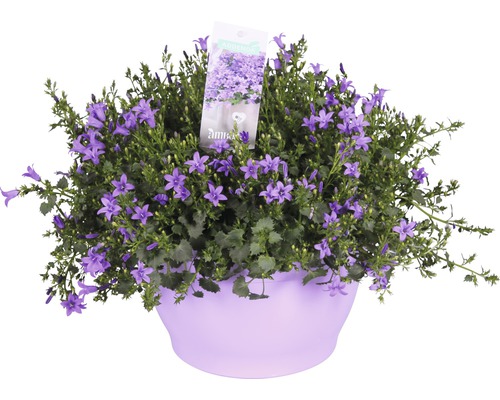 Zvonček Floraself Campanula portenschlagiana 'Ambella Purple' kvetináč Ø 25 cm Zvončeky v kvetináči